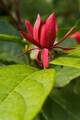 Calycanthus floridus IMG_0691 Kielichowiec wonny